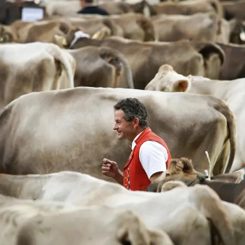 Appenzeller Huus Appenzeller Viehschau Kühe