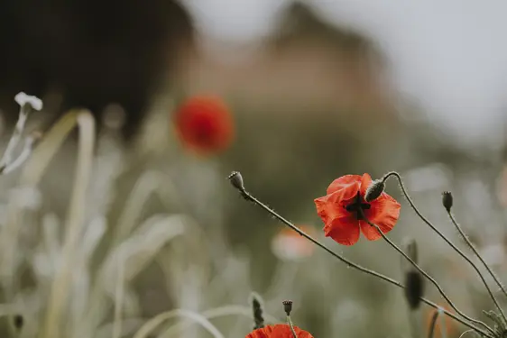 Appenzeller Huus Annie Spratt V Eda5usr04 Unsplash Mohnblumen